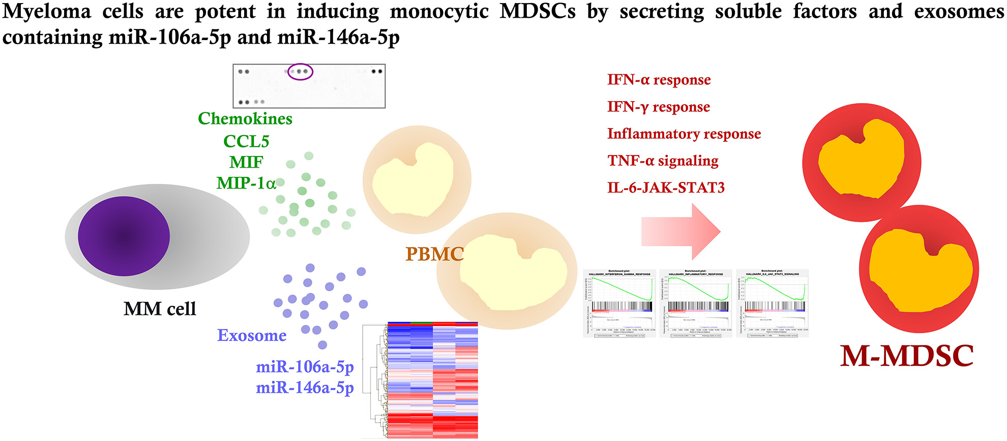 Tumour-derived exosomes promote the induction of monocytic myeloid-derived suppressor cells from peripheral blood mononuclear cells by delivering miR-106a-5p and miR-146a-5p in multiple myeloma