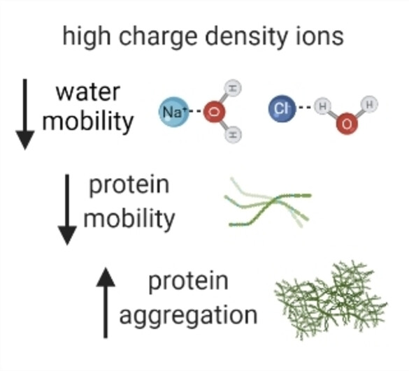 Decreased Water Mobility Contributes To Increased α-Synuclein Aggregation**