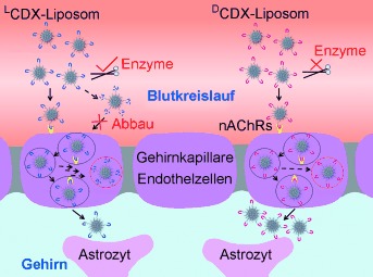 A D-Peptide Ligand of Nicotine Acetylcholine Receptors for Brain-Targeted Drug Delivery