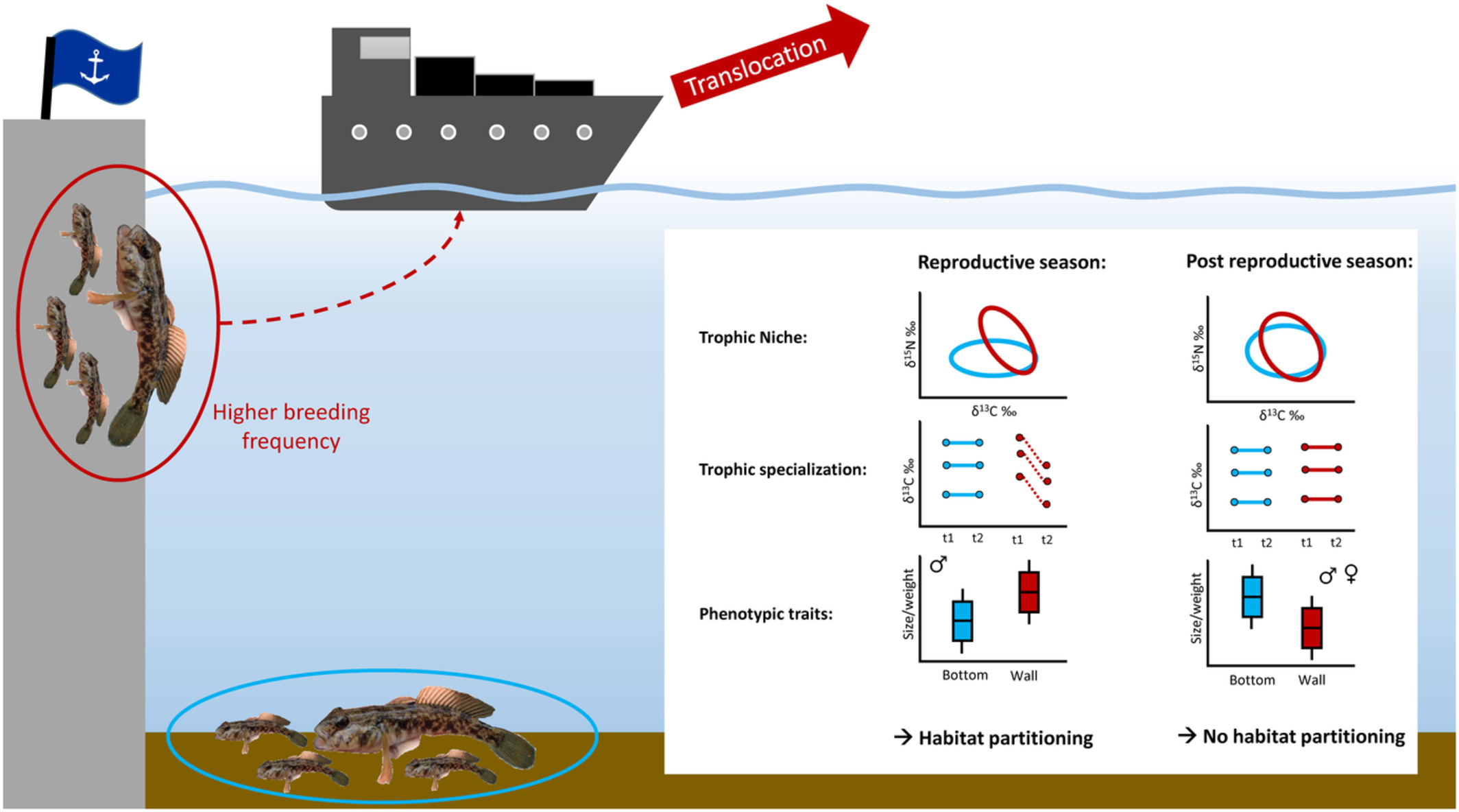 Differential habitat use of a notorious invasive fish, the round goby, in a translocation-relevant system