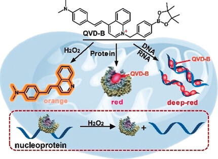 A Multi-responsive Fluorescent Probe Reveals Mitochondrial Nucleoprotein Dynamics with Reactive Oxygen Species Regulation through Super-resolution Imaging