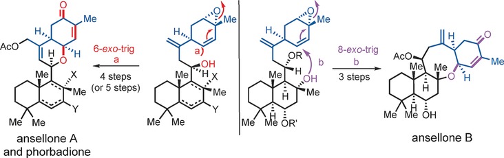 Total Syntheses of Sesterterpenoid Ansellones A and B, and Phorbadione