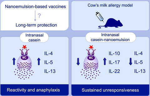 Intranasal nanoemulsion vaccine confers long-lasting immunomodulation and sustained unresponsiveness in a murine model of milk allergy