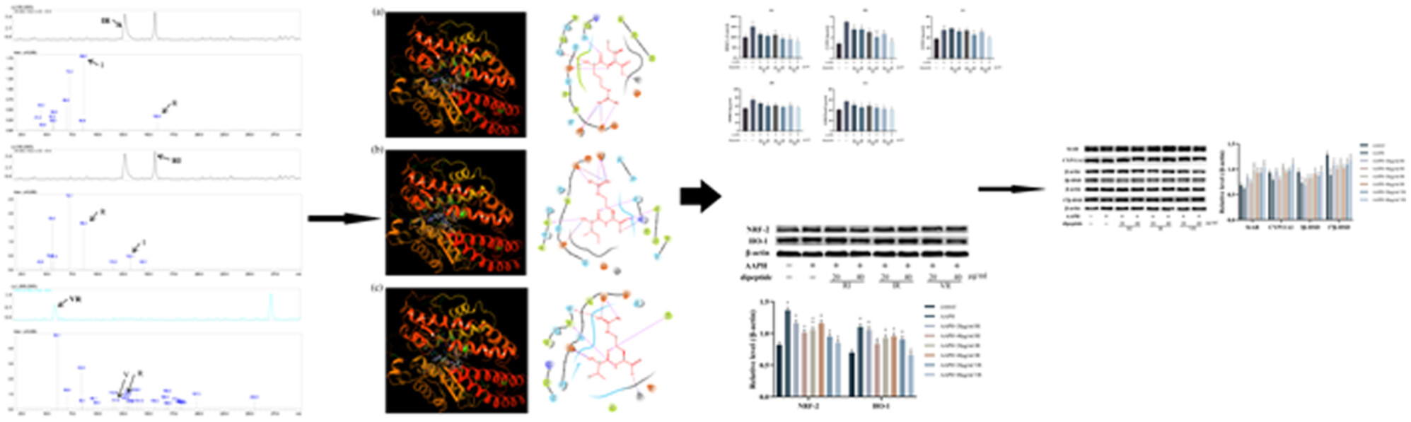 Oyster-derived dipeptides RI, IR, and VR promote testosterone synthesis by reducing oxidative stress in TM3 cells
