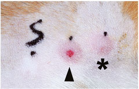 The anti-inflammatory effect of topical tofacitinib on immediate and late-phase cutaneous allergic reactions in dogs: a placebo-controlled pilot study