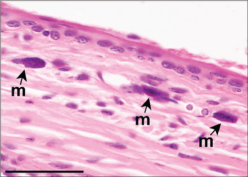 Details are in the caption following the image Details are in the caption following the image