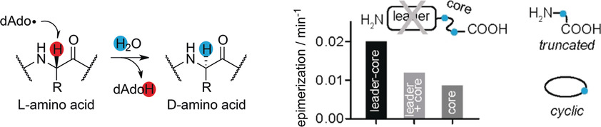 Introduction of d-Amino Acids in Minimalistic Peptide Substrates by an S-Adenosyl-l-Methionine Radical Epimerase