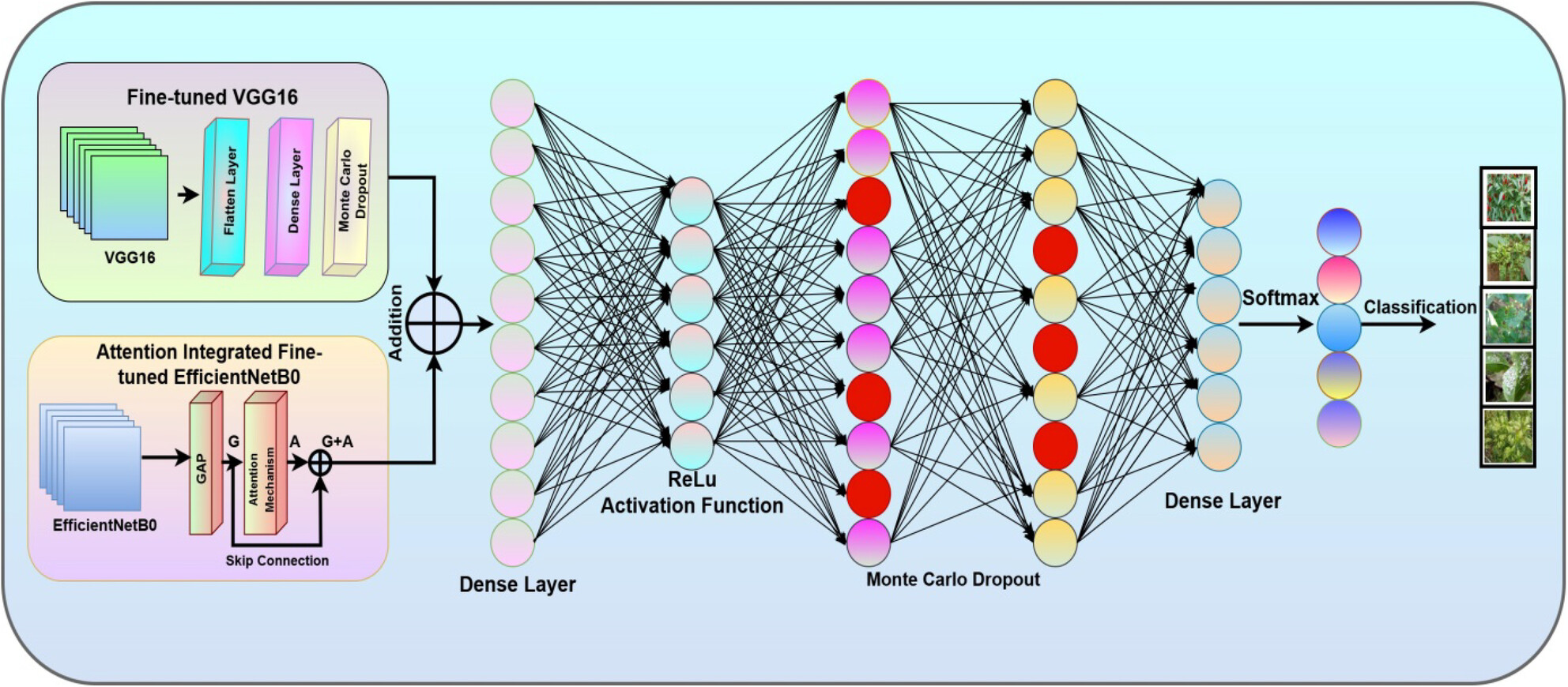 VGG-EffAttnNet: Hybrid Deep Learning Model for Automated Chili Plant Disease Classification Using VGG16 and EfficientNetB0 With Attention Mechanism
