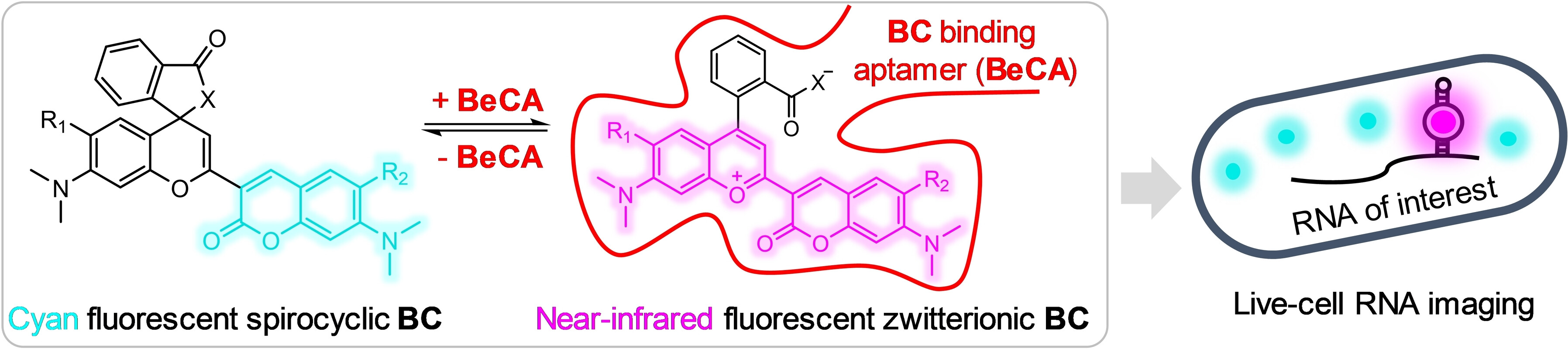 A Color-Shifting Near-Infrared Fluorescent Aptamer–Fluorophore Module for Live-Cell RNA Imaging