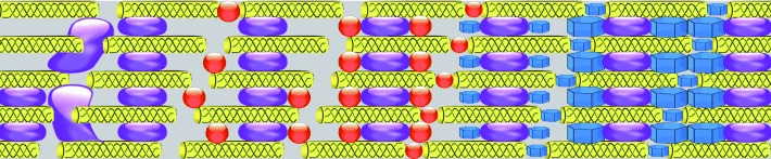 Multiphase Intrafibrillar Mineralization of Collagen