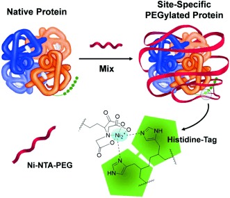 Mix to Validate: A Facile, Reversible PEGylation for Fast Screening of Potential Therapeutic Proteins In Vivo