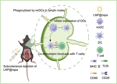 Rapamycin Liposomes Targeted to Lymph Nodes Inhibit Dendritic Cell Maturation for the Treatment of Transplant Rejection
