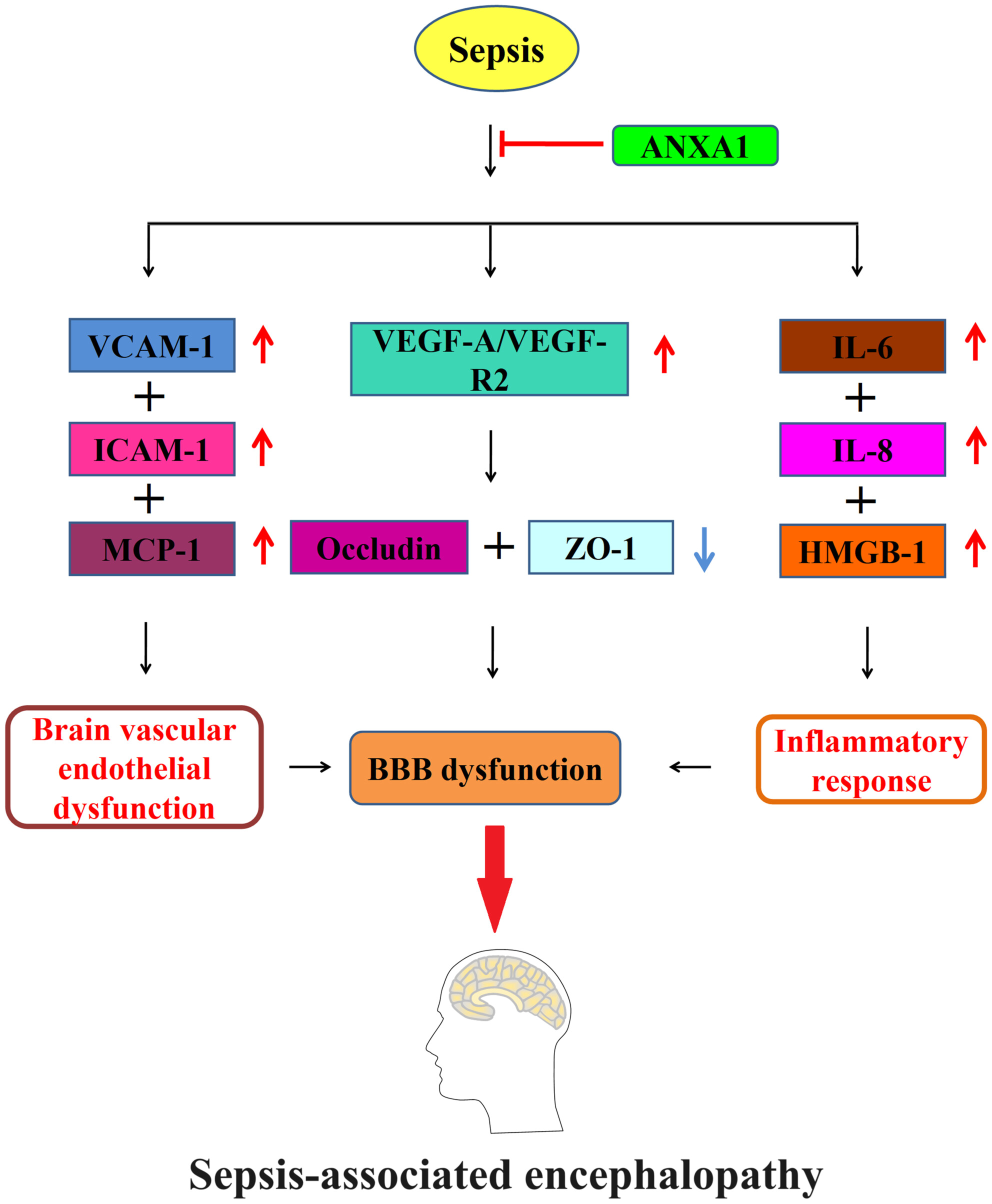 Annexin A1 Mitigates Blood–Brain Barrier Disruption in a Sepsis-Associated Encephalopathy Model by Enhancing the Expression of Occludin and Zonula Occludens-1 (ZO-1)