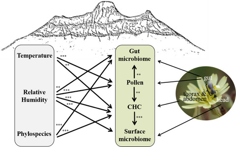 Cryptic species and hidden ecological interactions of halictine bees along an elevational gradient
