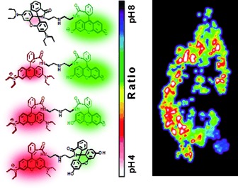 Two-Color Probe to Monitor a Wide Range of pH Values in Cells