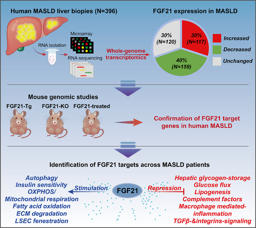 A comparative genomic study across 396 liver biopsies provides deep insight into FGF21 mode of action as a therapeutic agent in metabolic dysfunction-associated steatotic liver disease