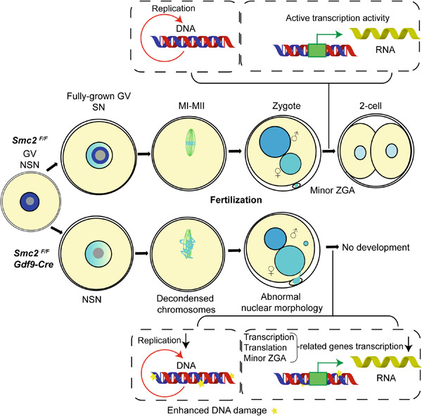 Maternal SMC2 is essential for embryonic development via participating chromosome condensation in mice