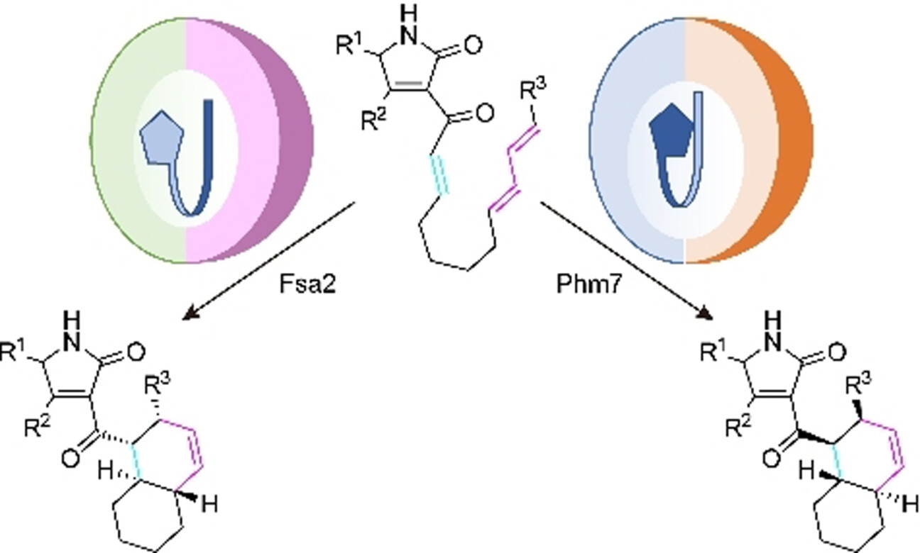 Molecular Basis for Two Stereoselective Diels–Alderases that Produce Decalin Skeletons**