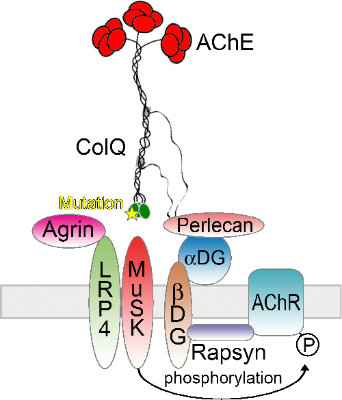 Mutations in the C-Terminal Domain of ColQ in Endplate Acetylcholinesterase Deficiency Compromise ColQ–MuSK Interaction
