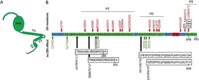 The mutation-dependent pathogenicity of NPHS2 p.R229Q: A guide for clinical assessment