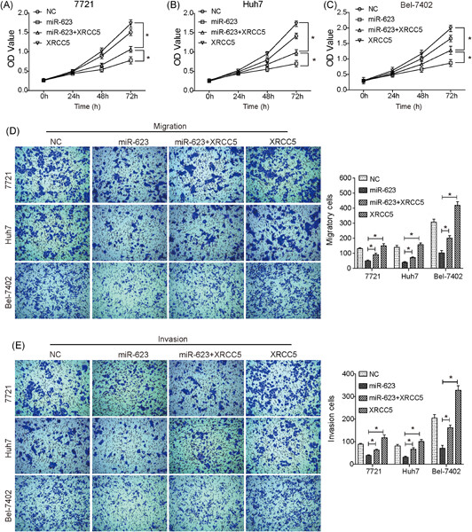 Overexpression of miR-623 suppresses progression of hepatocellular carcinoma via regulating the PI3K/Akt signaling pathway by targeting XRCC5