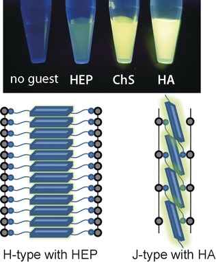 Emergent Molecular Recognition through Self-Assembly: Unexpected Selectivity for Hyaluronic Acid among Glycosaminoglycans