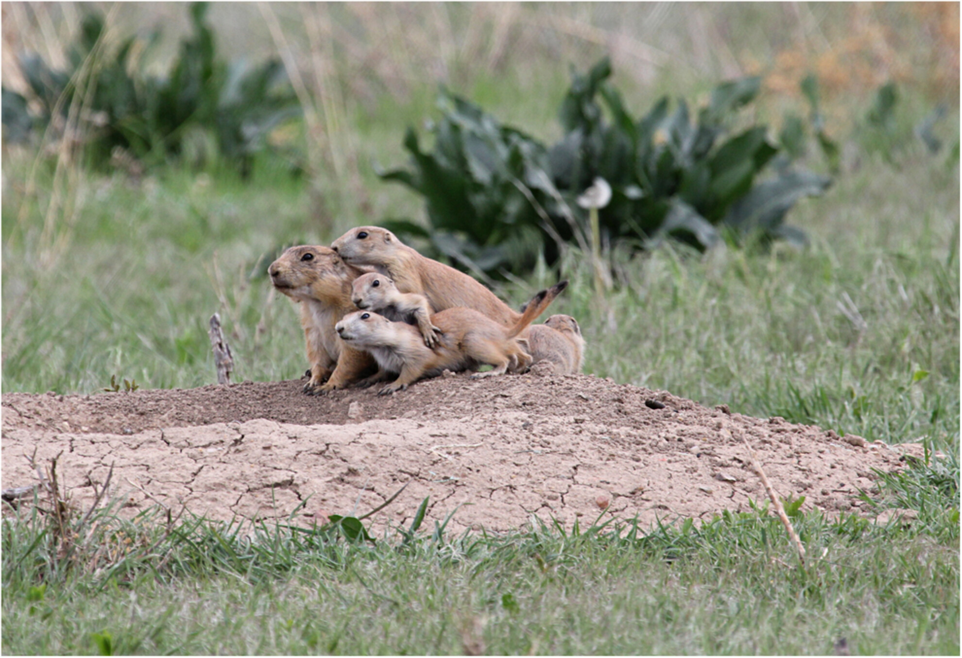 Post-translocation dynamics of black-tailed prairie dogs (Cynomys ludovicianus): A successful conservation and human–wildlife conflict mitigation tool
