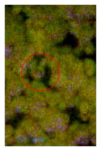 Details are in the caption following the image