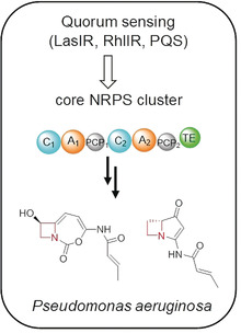 Azetidine-Containing Alkaloids Produced by a Quorum-Sensing Regulated Nonribosomal Peptide Synthetase Pathway in Pseudomonas aeruginosa