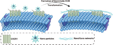 A Biomimetic Peptide Functions as Specific Extracellular Matrix for Quiescence of Stem Cells against Intervertebral Disc Degeneration