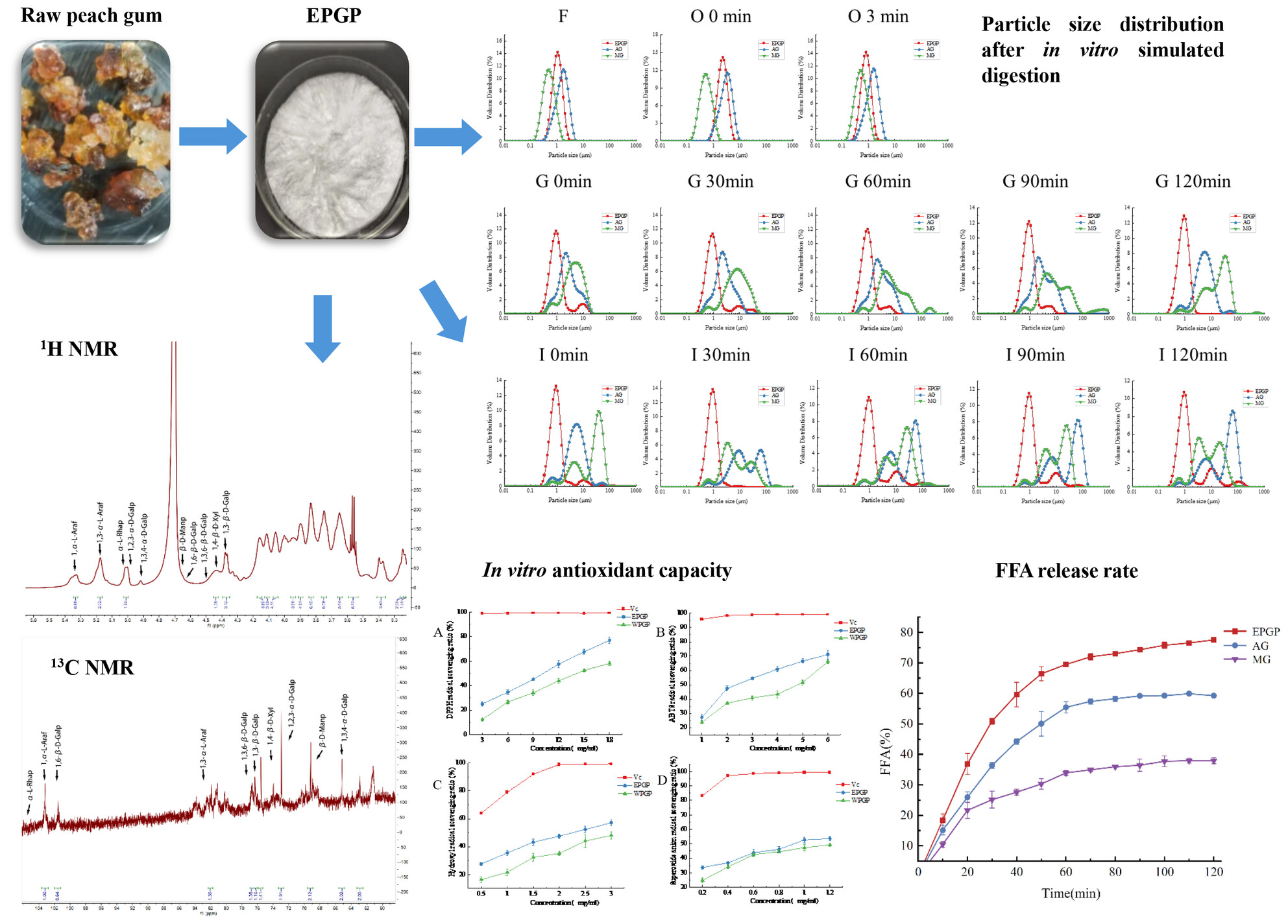 Purification, Structural Characterization, Antioxidant Activity, and In Vitro Digestibility of Peach Gum Polysaccharide Extracted Using an Enzymatic Method