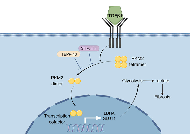 Pyruvate kinase M2 regulates kidney fibrosis through pericyte glycolysis during the progression from acute kidney injury to chronic kidney disease