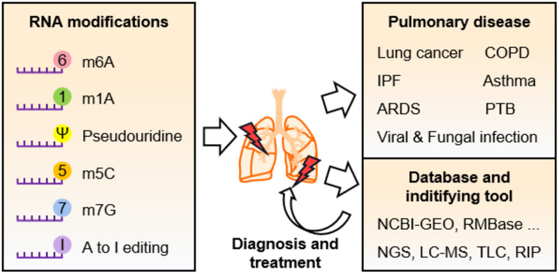 RNA modifications in pulmonary diseases