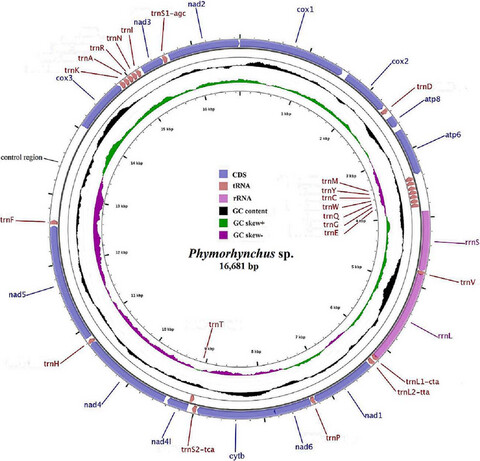 The complete mitogenome of Phymorhynchus sp. (Neogastropoda, Conoidea, Raphitomidae) provides insights into the deep-sea adaptive evolution of Conoidea