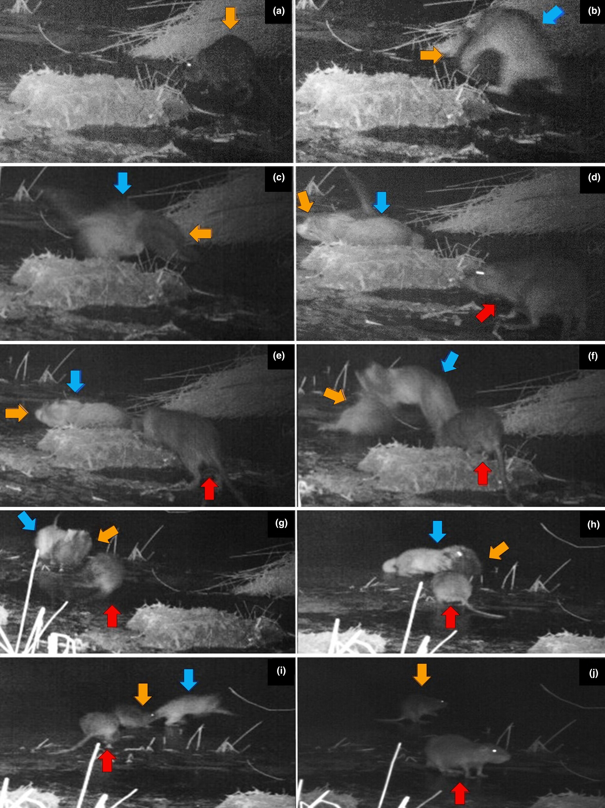 New insights into predator–prey dynamics: First evidence of a leopard cat hunting coypus