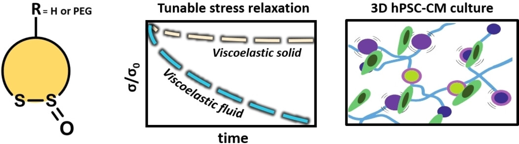 Dynamic Exchange in 3D Cell Culture Hydrogels Based on Crosslinking of Cyclic Thiosulfinates