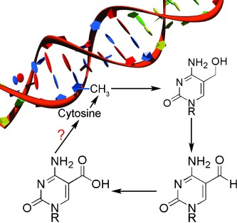 Oxidized Cytosine Metabolites Offer a Fresh Perspective for Active DNA Demethylation