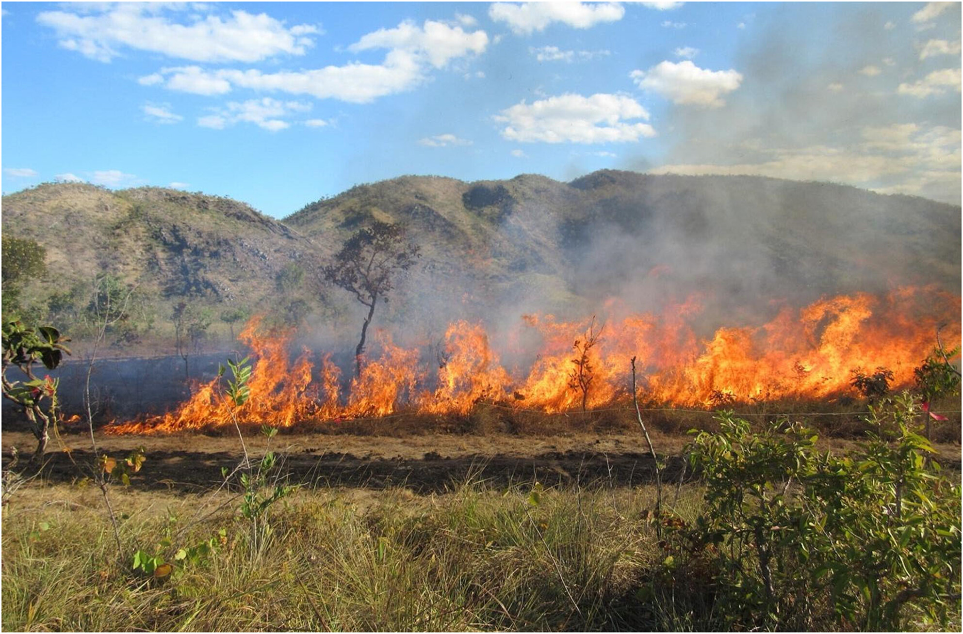 How Does Fire Exclusion Affect the Belowground Biomass of Tropical Open Ecosystems?