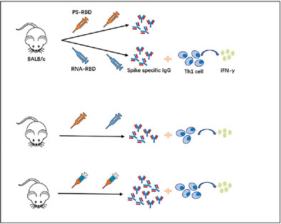 Mixed formulation of mRNA and protein-based COVID-19 vaccines triggered superior neutralizing antibody responses