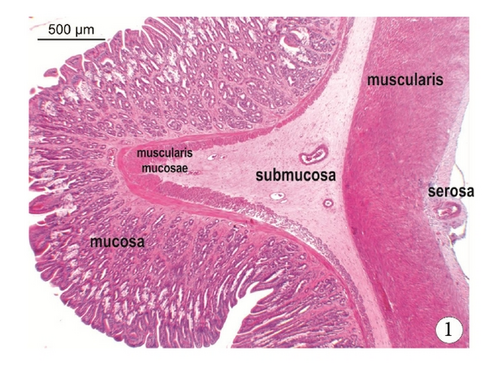Details are in the caption following the image Details are in the caption following the image