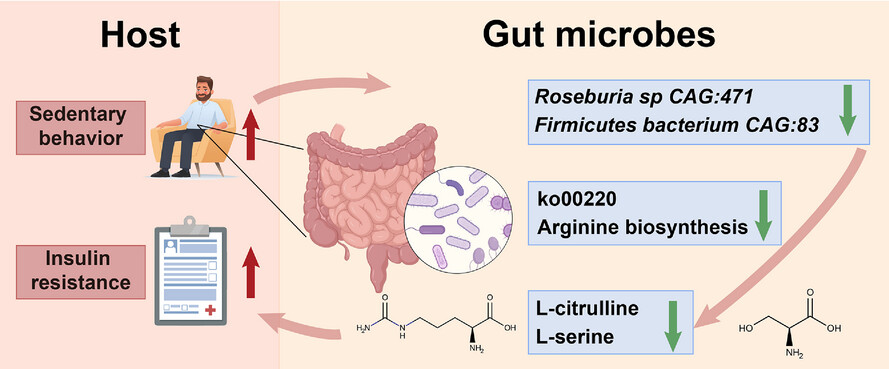 Microbial metabolism mediates the deteriorative effects of sedentary behaviour on insulin resistance