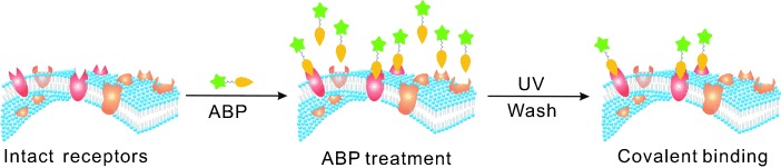 Single-Cell Chemical Proteomics with an Activity-Based Probe: Identification of Low-Copy Membrane Proteins on Primary Neurons