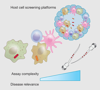 Advances in host-based screening for compounds with intracellular anti-mycobacterial activity