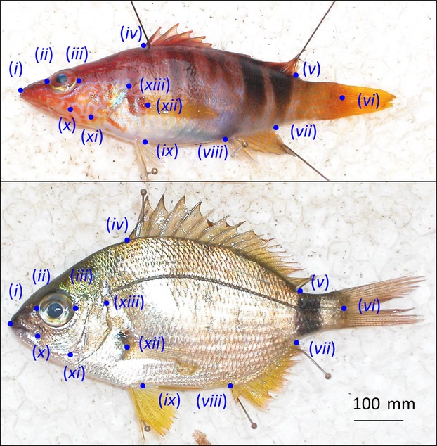 Consistent size-independent harvest selection on fish body shape in two recreationally exploited marine species