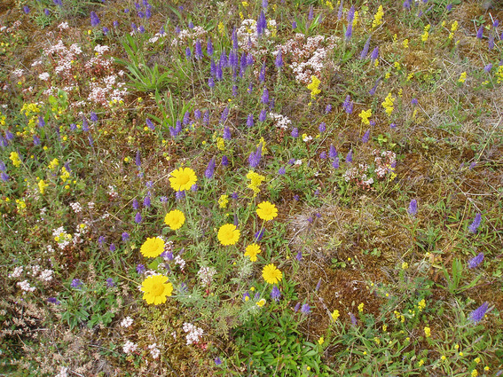 The species pool concept as a framework for studying patterns of plant diversity
