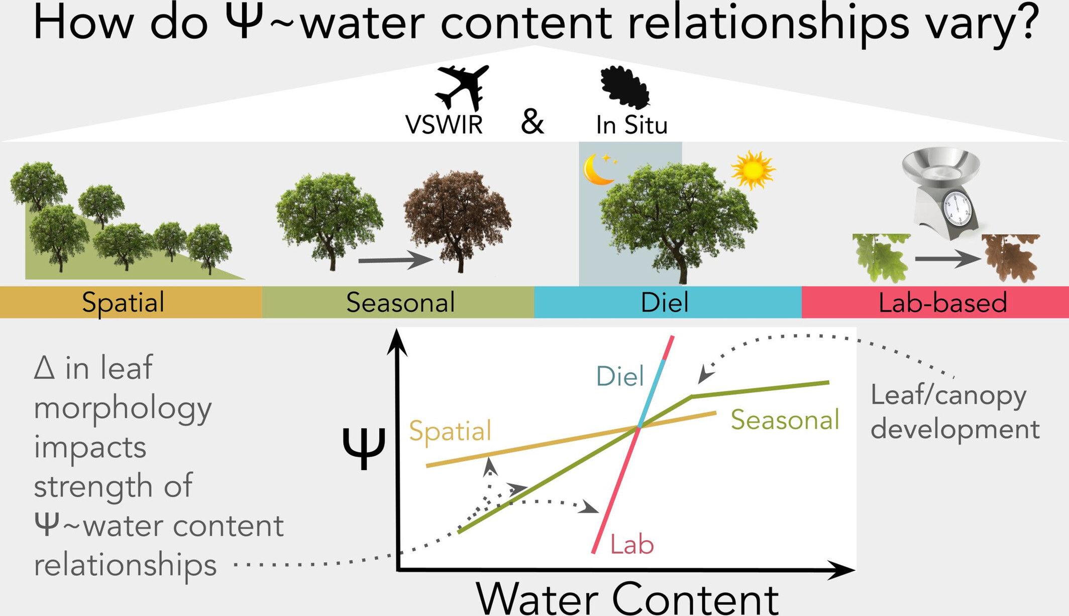The Unstable Relationship Between Drought Status and Leaf Water Content Complicates the Remote Sensing of Tree Drought Stress