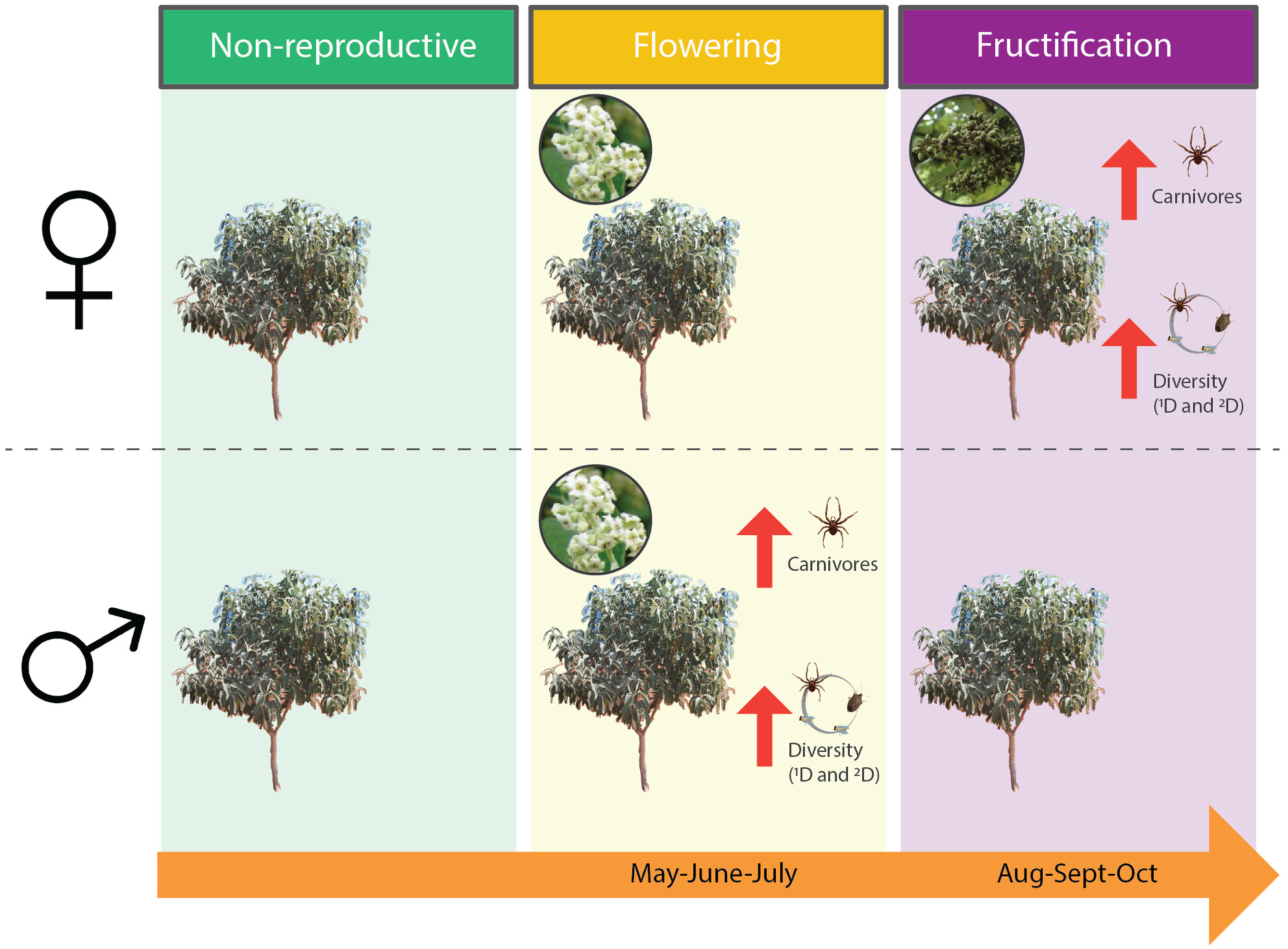 Host-plant sex and phenology of Buddleja cordata Kunth interact to influence arthropod communities