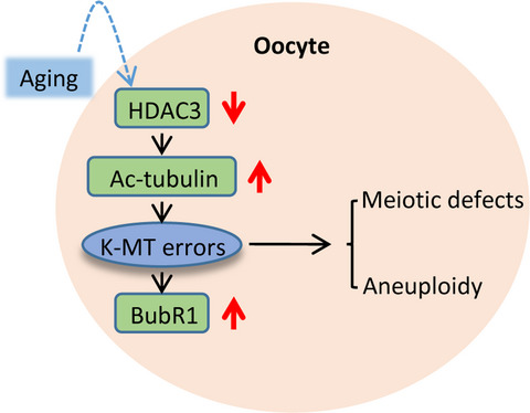 Loss of HDAC3 contributes to meiotic defects in aged oocytes