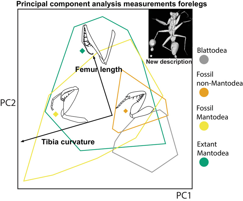 Patterns of morphological evolution in the raptorial appendages of praying mantises