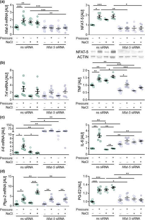 Impact of salt and the osmoprotective transcription factor NFAT-5 on macrophages during mechanical strain